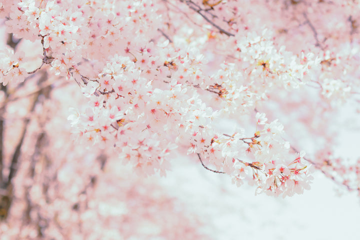 "New cosmetics for spring 2023" Enjoy spring ahead of time! Sakura cosmetics